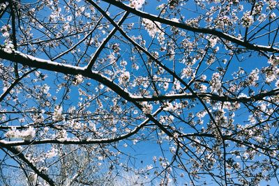 Low angle view of bare trees against blue sky