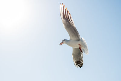 Low angle view of seagulls flying against clear sky