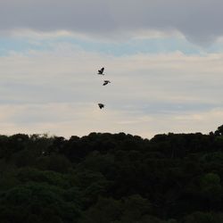 Silhouette of bird flying over landscape against sky
