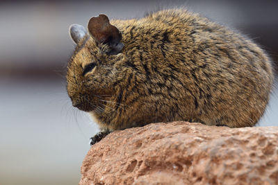 Close-up of a degu sitting on a rock