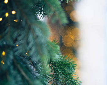 Close-up of christmas tree