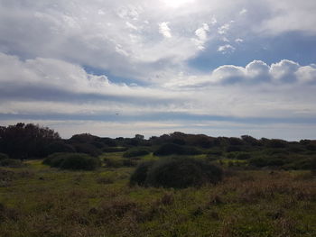 Scenic view of field against sky