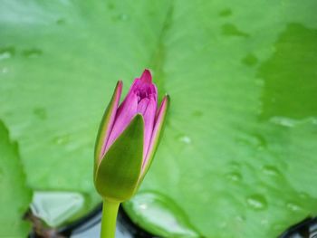 Close-up of lotus water lily in pond