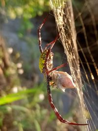 Close-up of insect on spider web