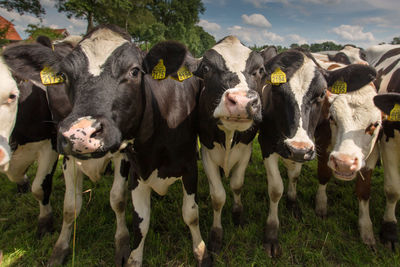 Close-up of cows standing on field