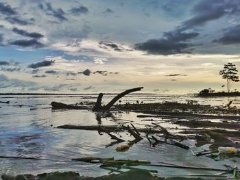 Driftwood on beach against sky during sunset