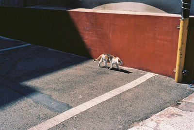 High angle view of people walking on zebra crossing