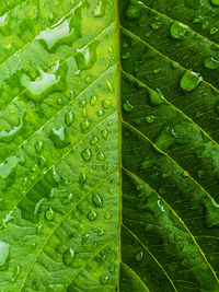 Full frame shot of raindrops on leaves