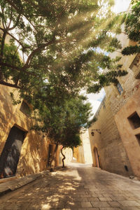 Footpath amidst trees and buildings in city