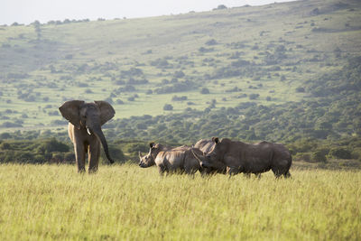 Africas giants face off