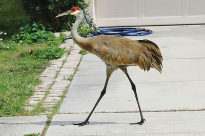 Side view of a bird walking on footpath