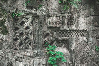 Close-up of plants against wall