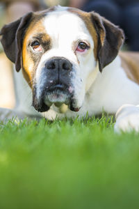 Close-up portrait of dog