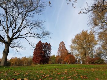Trees on field against sky during autumn