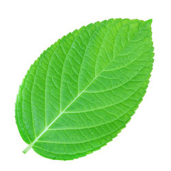 Close-up of green leaf against white background