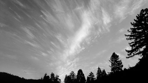 Low angle view of silhouette trees against sky