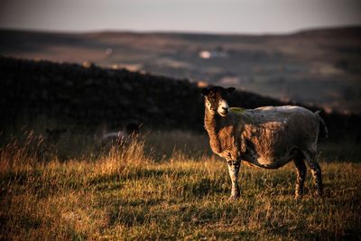 Sunset pregnant ewe  grazing on field