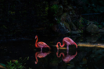 Birds swimming in lake