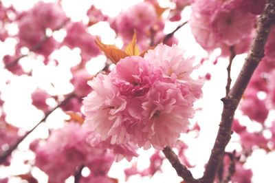 Low angle view of pink flowers blooming on tree