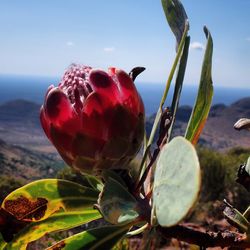 Close-up of prickly pear cactus