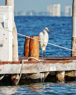 Seagull perching on wooden post in sea