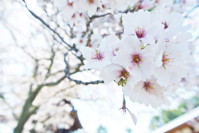 Close-up of cherry blossom