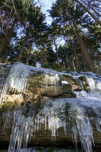 Low angle view of trees against sky