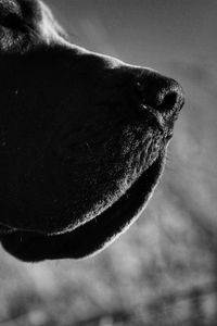 Close-up of dog against sky