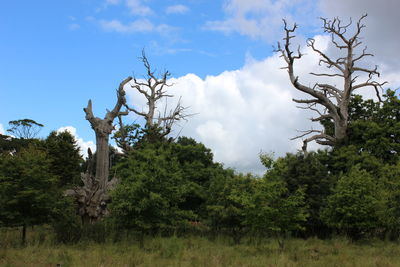 Low angle view of trees on field against sky