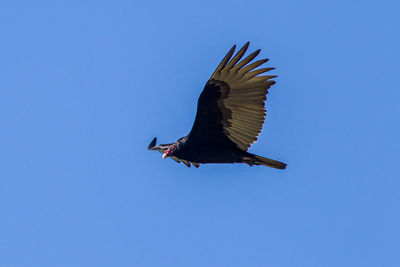 Low angle view of bird flying against clear blue sky