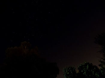 Low angle view of trees against sky at night
