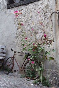 View of flowering plants against wall