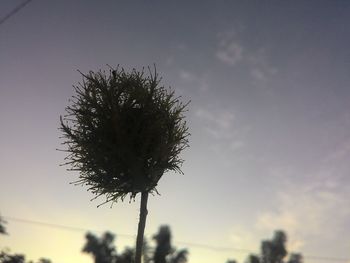 Low angle view of silhouette plant against sky at sunset