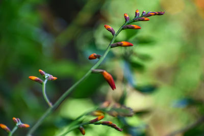 Close-up of flowers