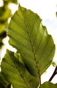 Close-up of green leaf