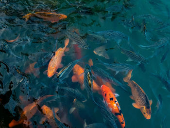 High angle view of koi carps swimming in sea