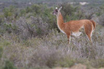 Side view of an animal on field