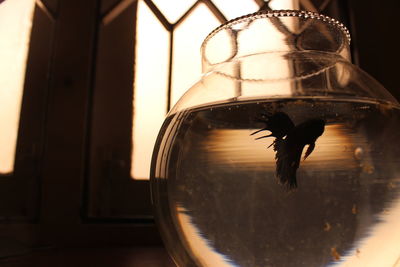 Reflection of bird on glass window