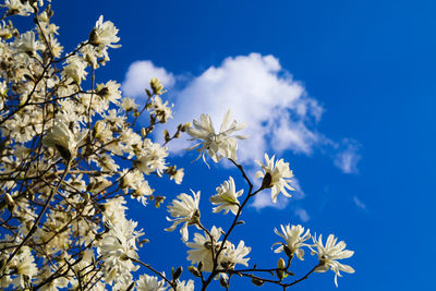 Low angle view of white flowering plants against blue sky