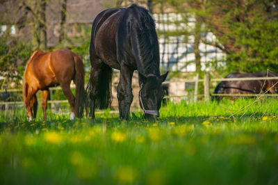 Horses grazing on field