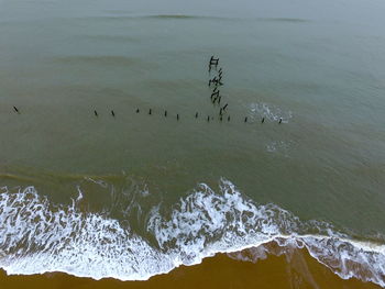 High angle view of birds in sea