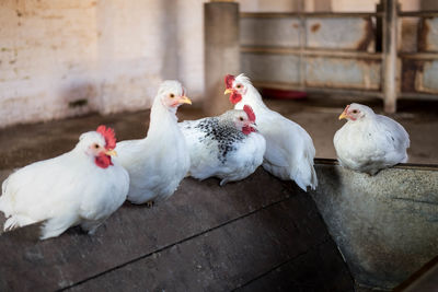 Close-up of hens in animal pen