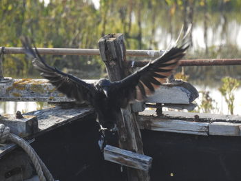 Bird flying over wooden post