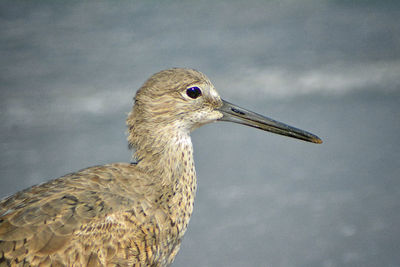 Close-up of a bird