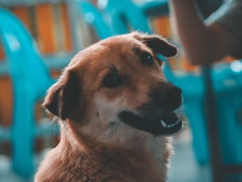 Close-up of a dog looking away