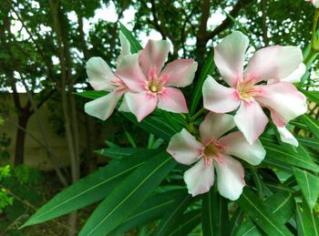 Close-up of pink flowering plant