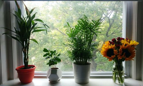 Close-up of potted plant on table at home