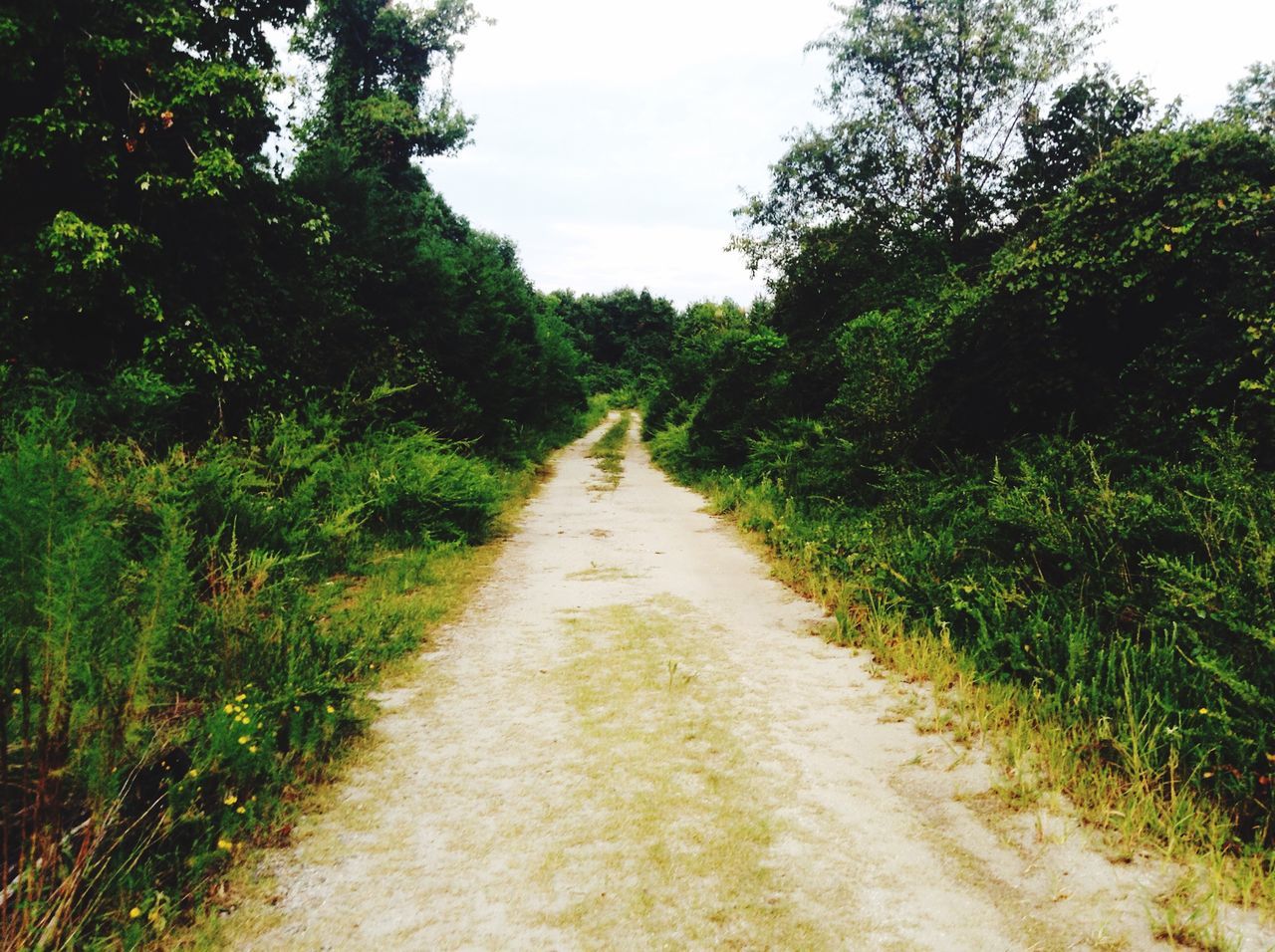 the way forward, tree, diminishing perspective, vanishing point, tranquility, growth, dirt road, tranquil scene, green color, nature, grass, road, footpath, narrow, landscape, plant, beauty in nature, transportation, day, sky