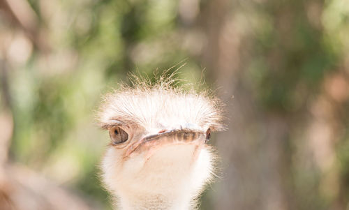 Close-up of bird