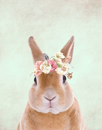 Close-up portrait of bunny against white background